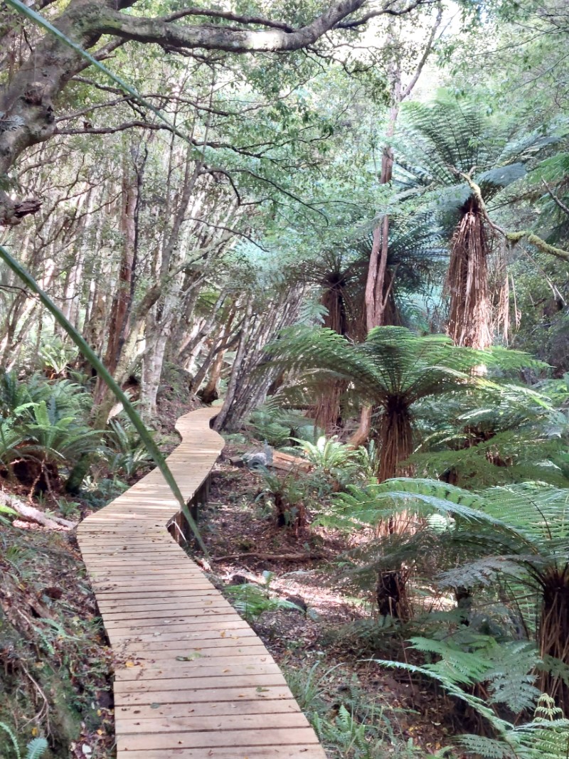 View from Rakiura Track