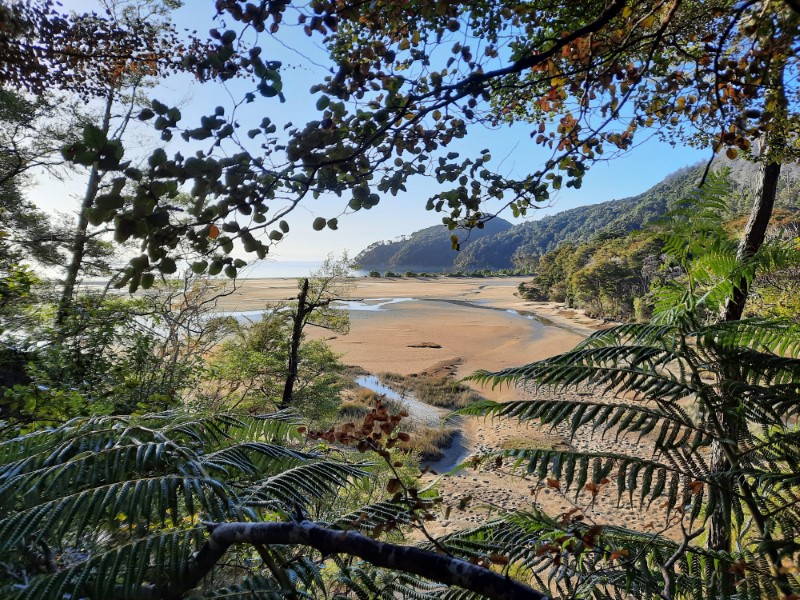 View of the beach through the forest