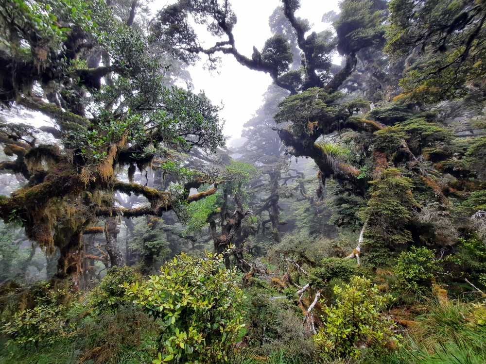 Lake Waikaremoana Forest