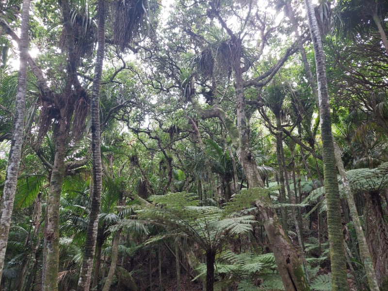 Waiheke Island Forest Heart