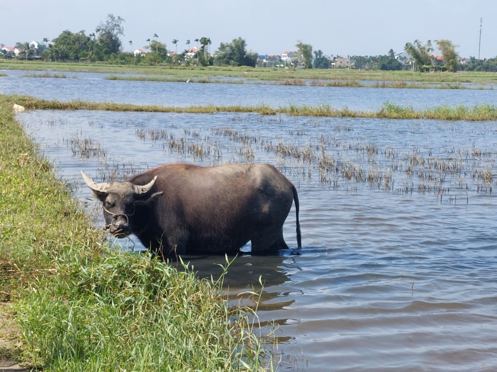 Water buffalos