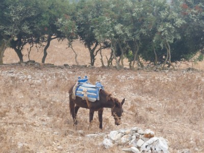 Amorgos - Between Aegialis to Stavros