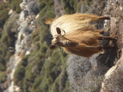 Amorgos - Between Chora and Aegialis