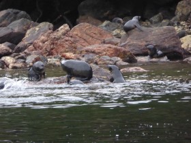 Photos from Fiordland NZ