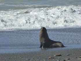 Kaikoura Coast