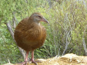 Photos from Queen Charlotte Track